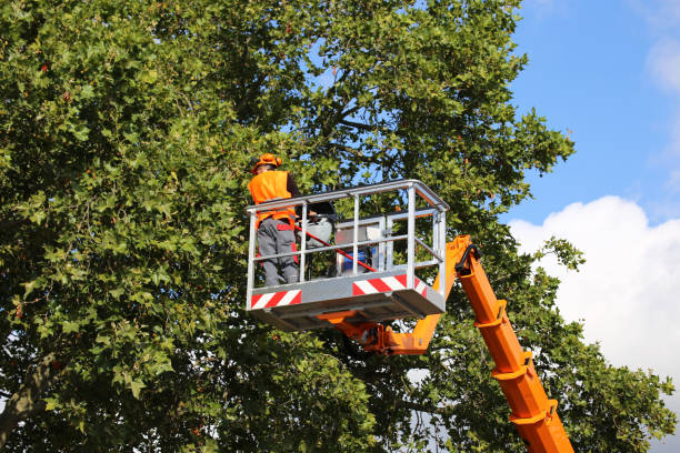 Best Tree Removal Services  in Colchester, IL